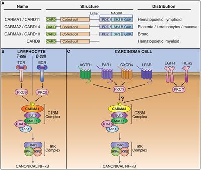 CARMA3 Is a Critical Mediator of G Protein-Coupled Receptor and Receptor Tyrosine Kinase-Driven Solid Tumor Pathogenesis